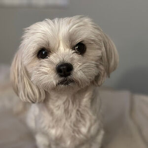 Meet your Posher, Ana